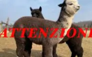 Il cucciolo sottratto dalla fattoria