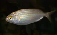 pesce orata allucinogeno