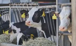 Isolato un caso di mucca pazza in Brasile