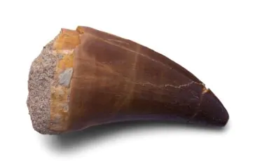 Belluno. Bimbo ha trovato un vero dente di dinosauro mentre giocava a Jurassic Park