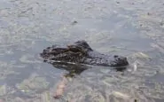 Un esemplare di alligatore americano