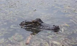 Un esemplare di alligatore americano