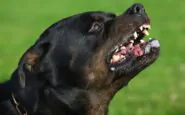 Il rottweiler che ha ucciso Patrizia rimarrà in un canile ed è scontro tra chi dovrà occuparsi del suo mantenimento