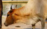 Una mucca "volante" uccide un pensionato