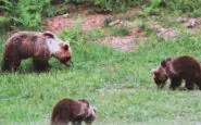 Sulla vicenda accaduta in Trentino Ornella Muti ha detto la sua con chiarezza