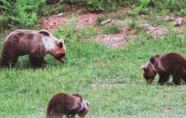 Sulla vicenda accaduta in Trentino Ornella Muti ha detto la sua con chiarezza