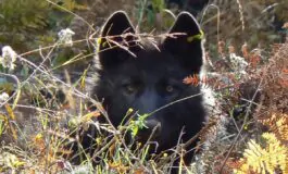 Tre lupi sono stati avvistati vicino Roma