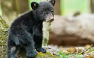 Cucciolo di orso salvato in Trentino