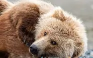 Animalisti contro l'abbattimento dell'orso che ha ucciso Papi