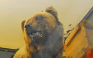 L'orso che ha ucciso Papi sarà abbattuto (quello in foto è imbalsamato)