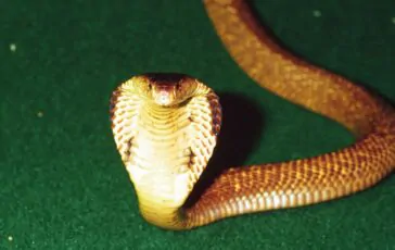 Un esemplare di cobra dagli occhiali