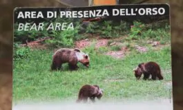 In Trentino un altro orso è stato avvistato
