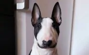 Una femmina di bull terrier salvata da una mobilitazione social