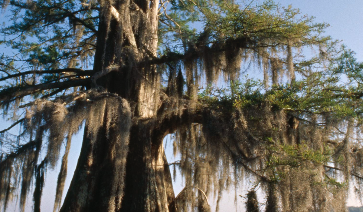 el ciprés chileno puede ser el árbol más antiguo del mundo