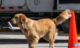 Tenerissima e dolorosa storia di un cane che arriva dagli Usa
