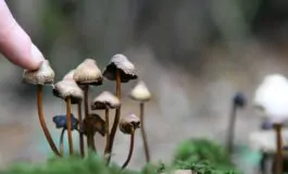 Funghi nel bosco