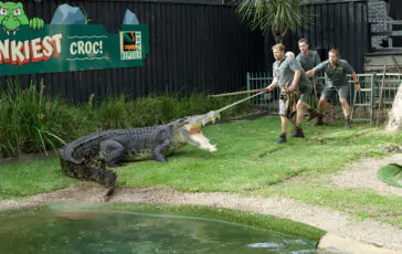 coccodrillo australia