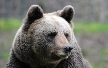 Messaggio degli animalisti a Fugatti dopo l'uccisione dell'orso M62