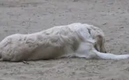 In una acquasantiera in Sardegna sono stati rinvenuti escrementi di cane