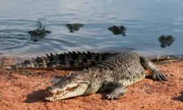 Un uomo è andato a pesca ed è sparito, dopo due giorni sono stati ritrovati i suoi resti nello stomaco di un coccodrillo