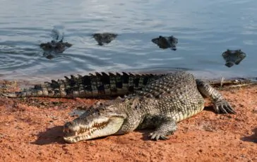 Un uomo è andato a pesca ed è sparito, dopo due giorni sono stati ritrovati i suoi resti nello stomaco di un coccodrillo