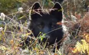 Misteriosi avvelenamenti di fauna selvatica nel Parco d'Abruzzo