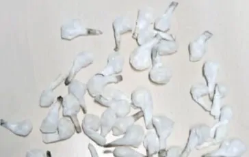 Ovuli di cocaina dopo un sequestro