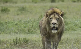 leone africa