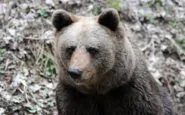 Consigliere Leghista si augura che un orso attacchi un ambientalista