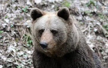 Consigliere Leghista si augura che un orso attacchi un ambientalista