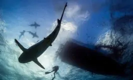 nave mare squali scomparso