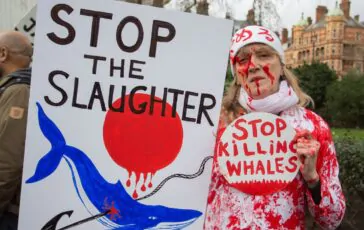 Protesta contro la caccia alle balene