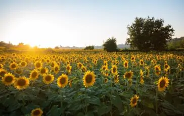 Nozze d'oro uomo regala moglie campo girasoli