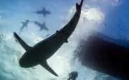 A Polignano a Mare pescatori avvistano e riprendono uno squalo elefante
