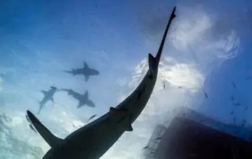 A Polignano a Mare pescatori avvistano e riprendono uno squalo elefante