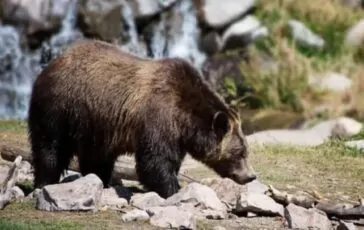 abbattimento morta orsa F36 nel Trentino
