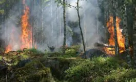 Incendi in Brasile, è emergenza.