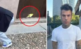 Fedez salva un pappagallo in centro a Milano: l'Enpa applaude