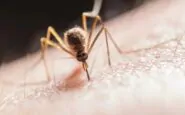 Caldo record in autunno: aumentano le zanzare