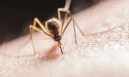 Caldo record in autunno: aumentano le zanzare