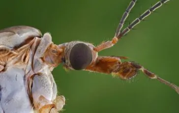 Due milioni di specie a rischio