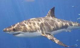 ragazzo morso da uno squalo australia