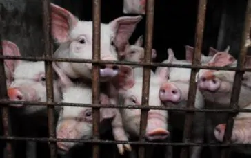 featured 1929837 364x230