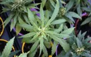 legalizzazione cannabis germania legge