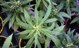 legalizzazione cannabis germania legge
