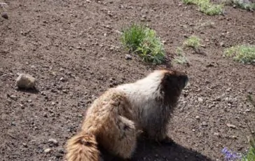 cosa dove giorno marmotta