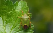 Cimici verdi in casa: come allontanarle naturalmente