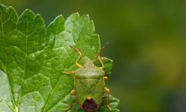 Cimici verdi in casa: come allontanarle naturalmente