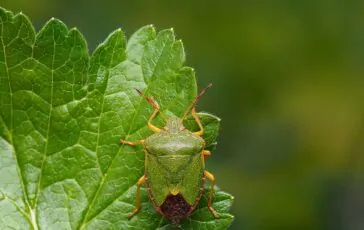 Cimici verdi in casa: come allontanarle naturalmente