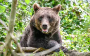 Animalisti in protesta: orso M90 ucciso senza narcotizzanti